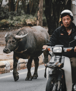 Ninh Binh Train Tour with Boat Ride and Lunch 11 hanoi ninhbinh tour 1 Ninh Binh Train Tour with Boat Ride and Lunch